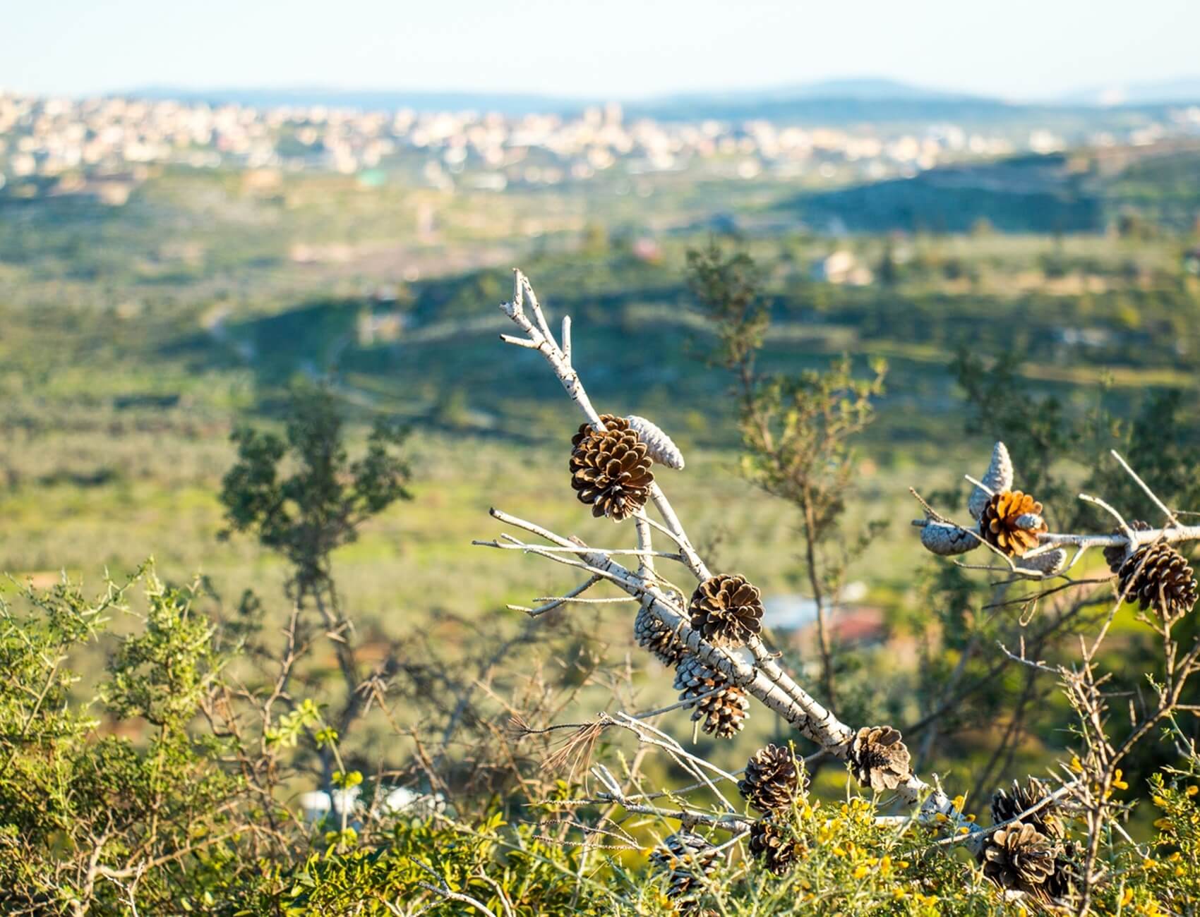 בשביל האושר - סוסים וריינג'ר